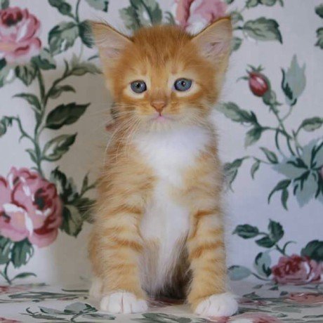 adorable-kittens-for-sale-big-0