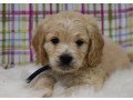 aussiedoodle-puppies-for-sale-small-0
