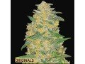 best-automatic-fast-buds-seeds-online-cannapot-small-0