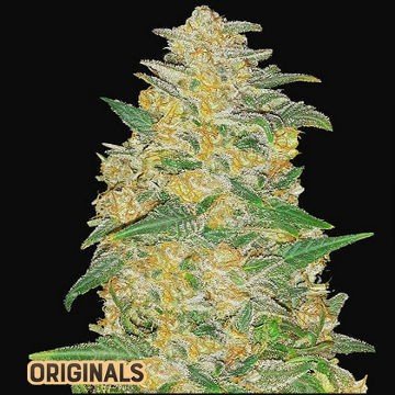 best-automatic-fast-buds-seeds-online-cannapot-big-0