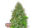 buy-lowryder-seeds-avail-top-notch-seeds-for-discreet-orders-small-0