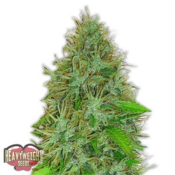 buy-lowryder-seeds-avail-top-notch-seeds-for-discreet-orders-big-0