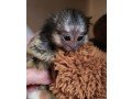 marmoset-monkeys-for-sale-small-0