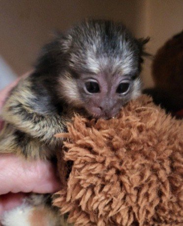 marmoset-monkeys-for-sale-big-0