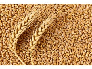 Eagle Asia, the top Wheat Gluten supplier offers the best-quality wheat to the local flour millers