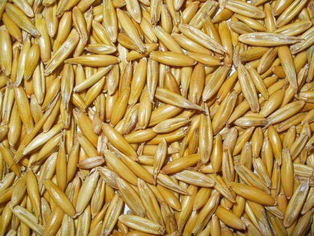 get-premier-quality-kazakhstan-grain-from-eagle-asia-the-authentic-grain-supplier-big-0