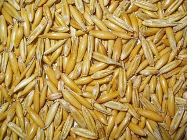 eagle-asia-the-leading-oats-supplier-in-kazakhstan-maintains-a-consistent-long-term-relationship-big-0