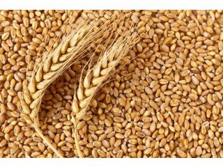 Eagle Asia the authentic wheat flour exporter in Kazakhstan offers world-class wheat flour