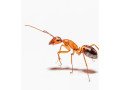 integrity-of-carpenter-ants-in-maine-small-0