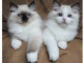 home-raised-ragdoll-kittens-small-0
