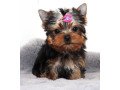 pure-bred-yorkie-puppies-small-0