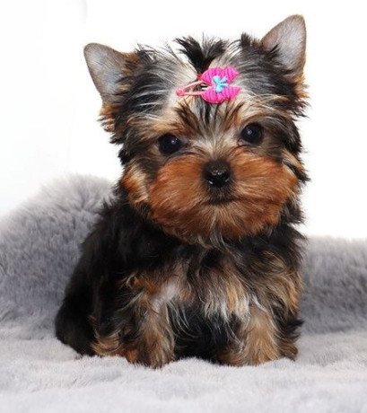 pure-bred-yorkie-puppies-big-0