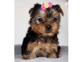 super-teacup-sized-yorkie-small-0