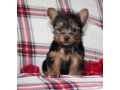 sweet-super-teacup-sized-yorkie-small-0