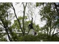 trust-treeco-fl-for-exceptional-tree-services-in-jacksonville-small-0