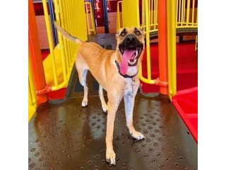 Board Your Pet For An Adventure At Dog Boarding Torrance CA