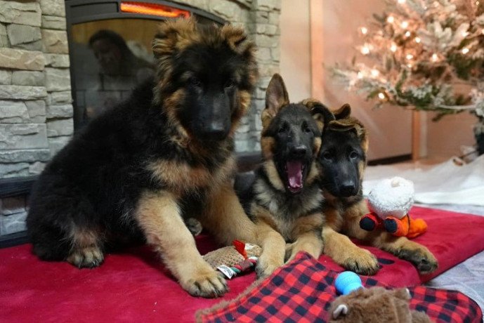 black-german-shepherd-puppies-for-sale-big-0