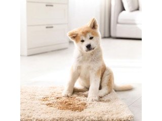 Dog Urine Smell Removal From Carpet