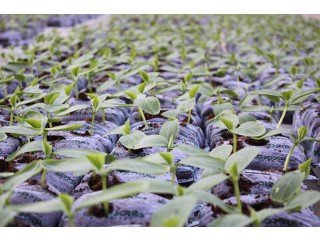 RIOCOCO offers 100% organic medium for hydroponics greenhouse vegetable growth