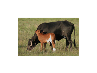 Get the Best Farm Cattle for Sale in USA