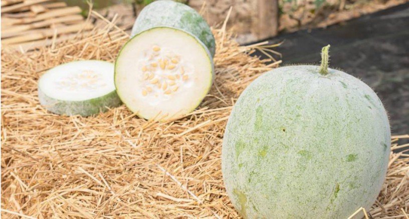 ash-gourd-and-its-benefits-big-0